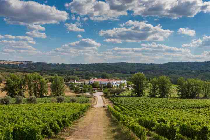a large green field with trees in the background