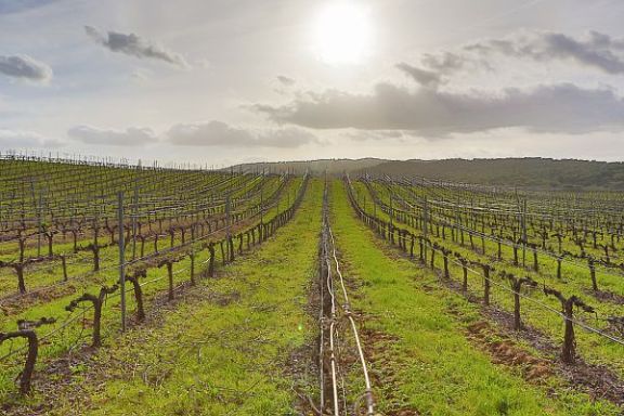 a herd of animals grazing on a lush green field